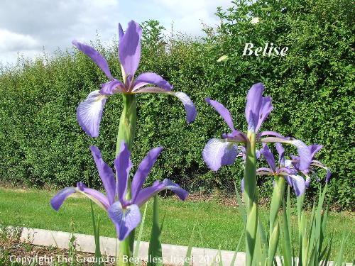 spuria Belise 